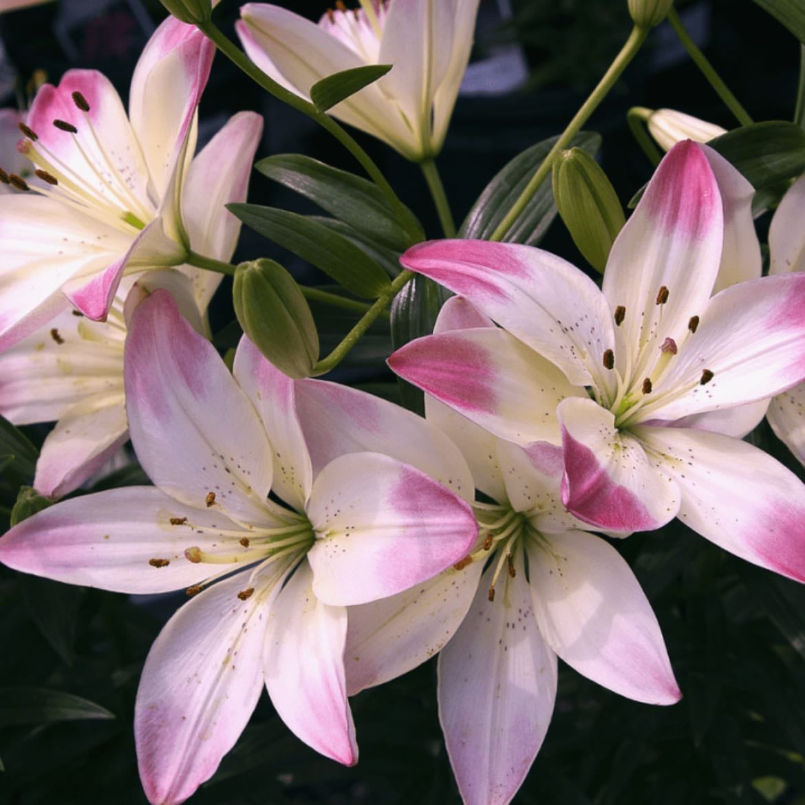 Lilys
