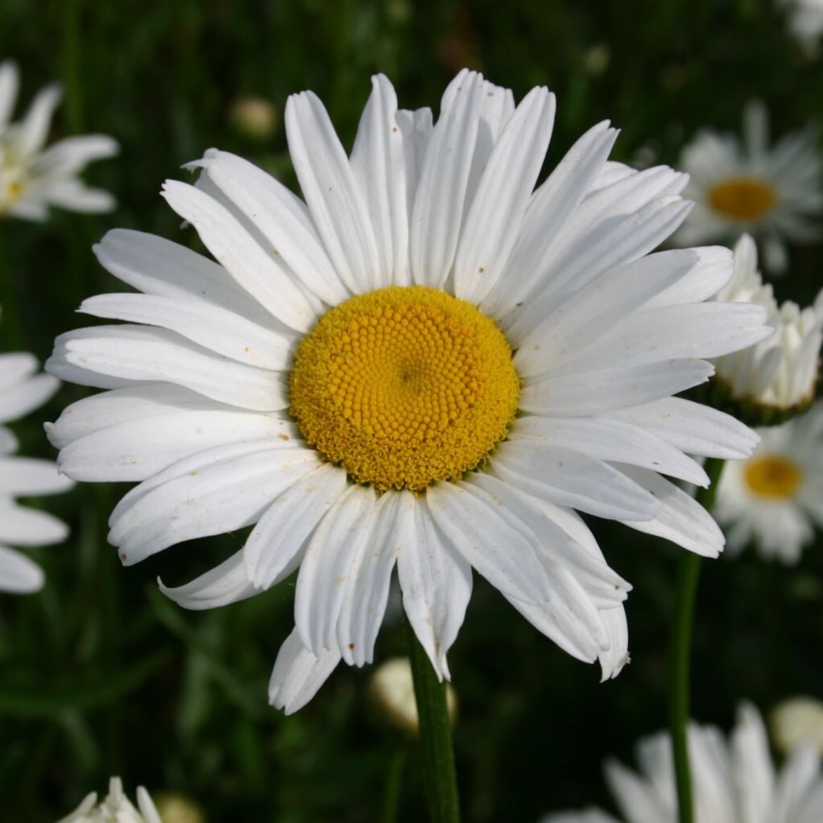 Daisy