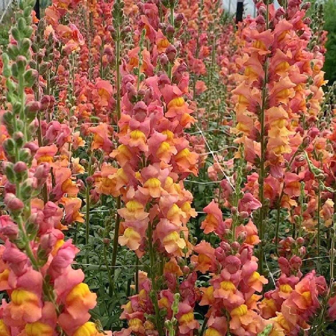 Snapdragon