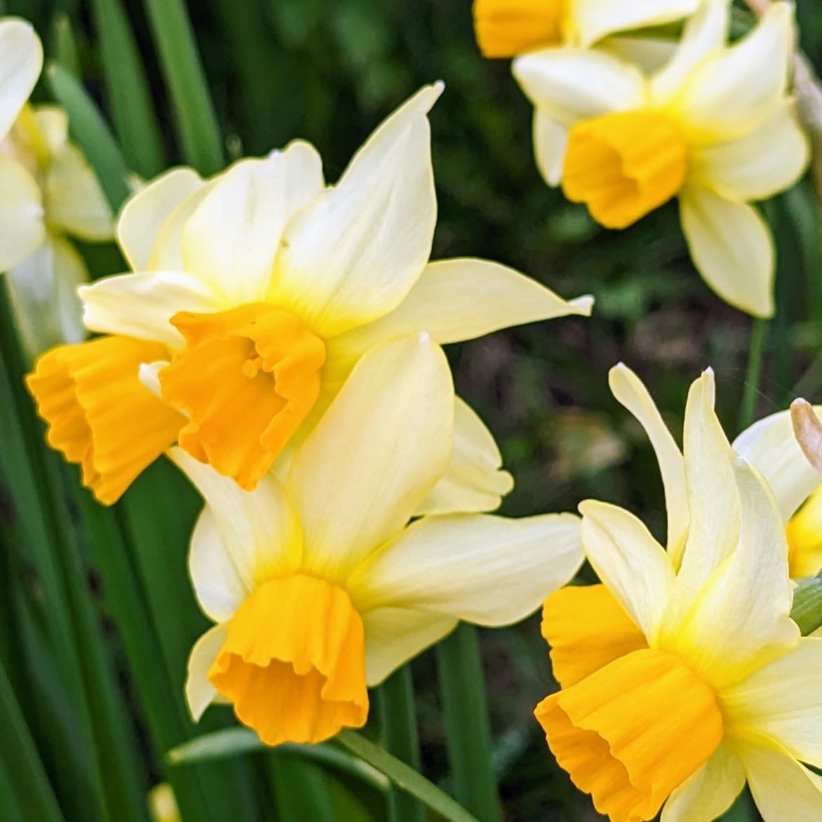 Daffodils