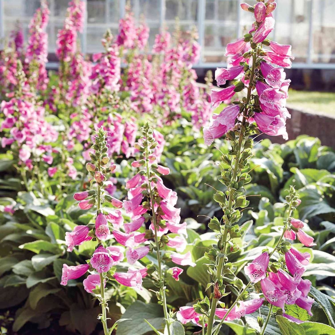 Foxgloves
