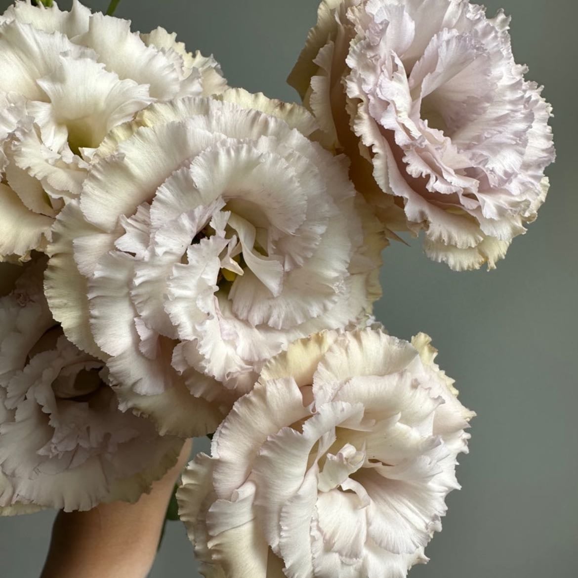 Lisianthus