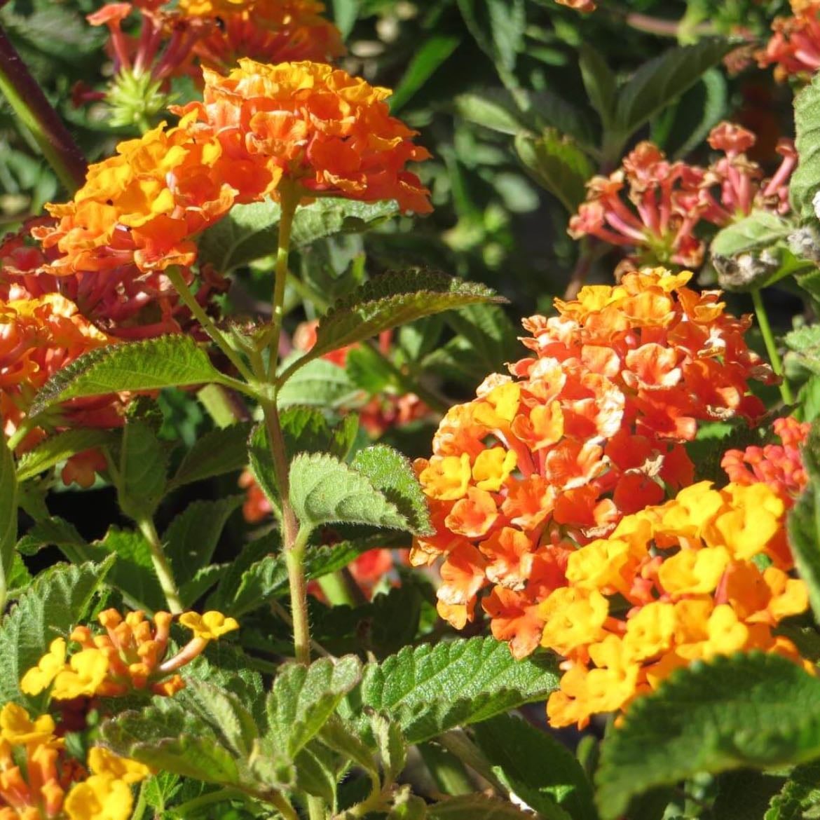 Lantana