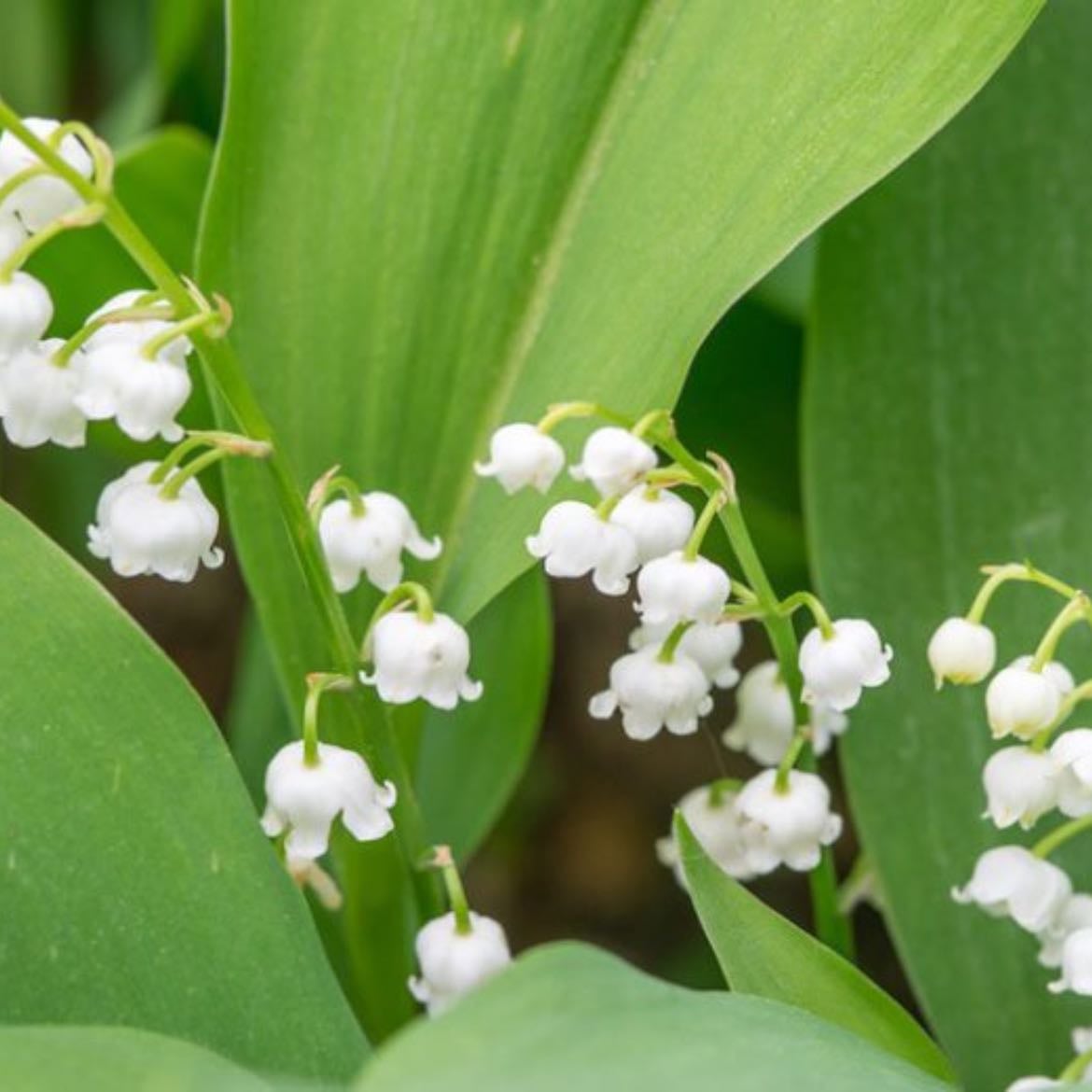 Lily of the valley