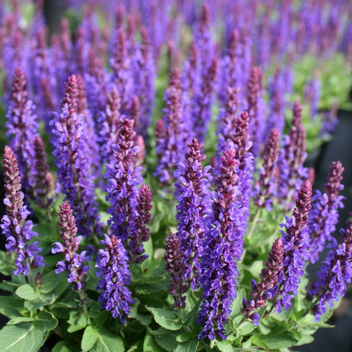 Meadow sage