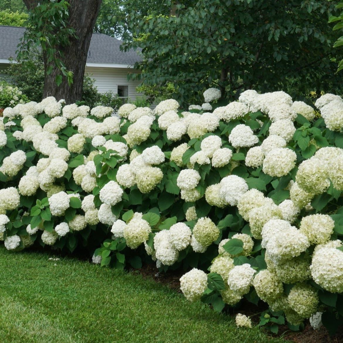 Hydrangea