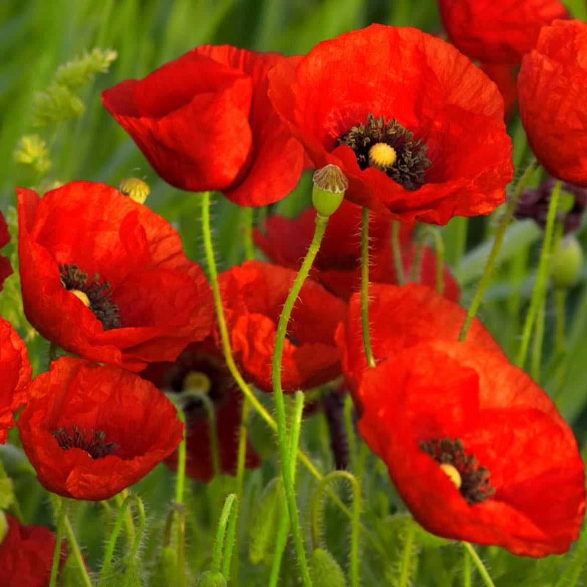 Poppys