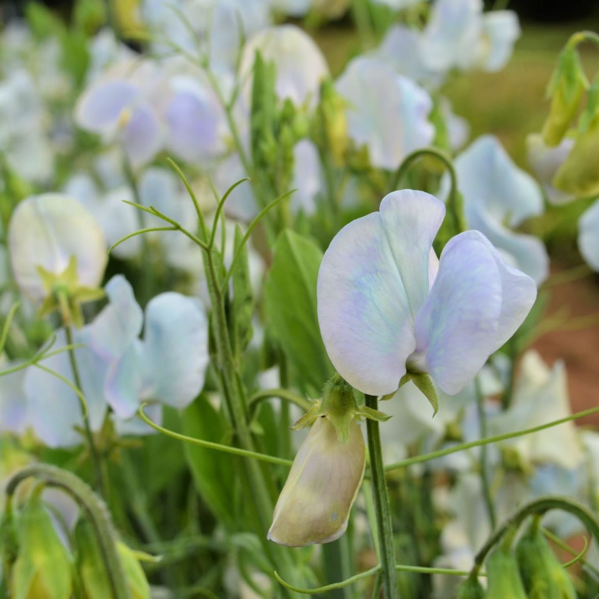 Sweet pea