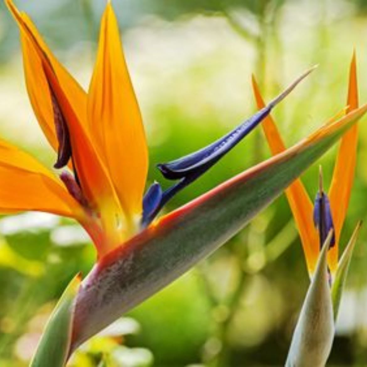 Bird of paradise