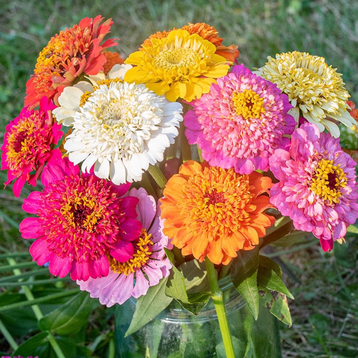 Zinnia