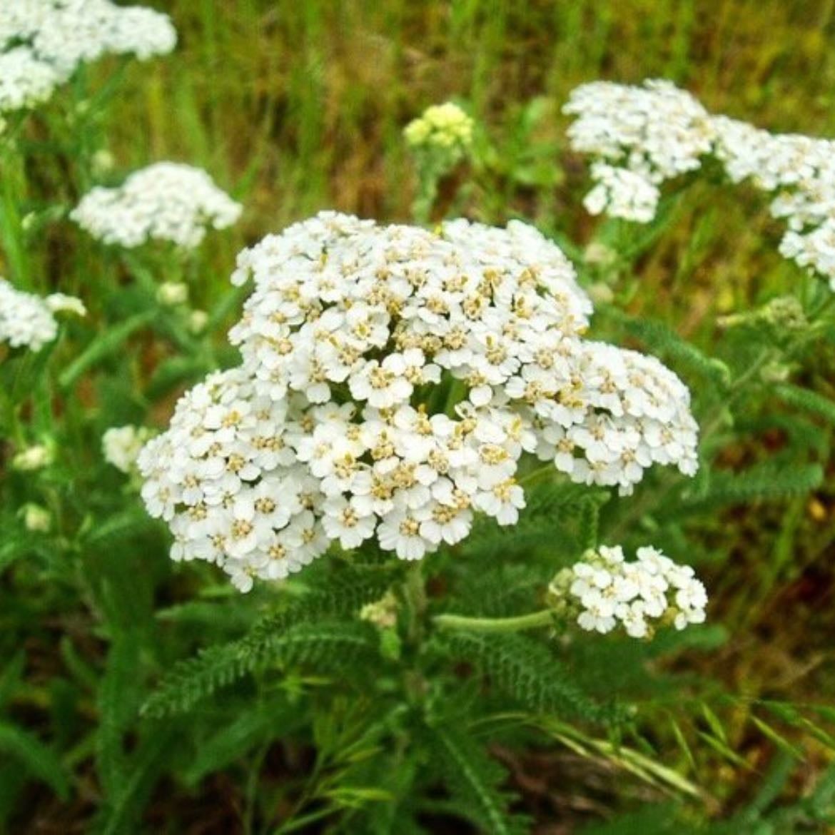 Yarrow