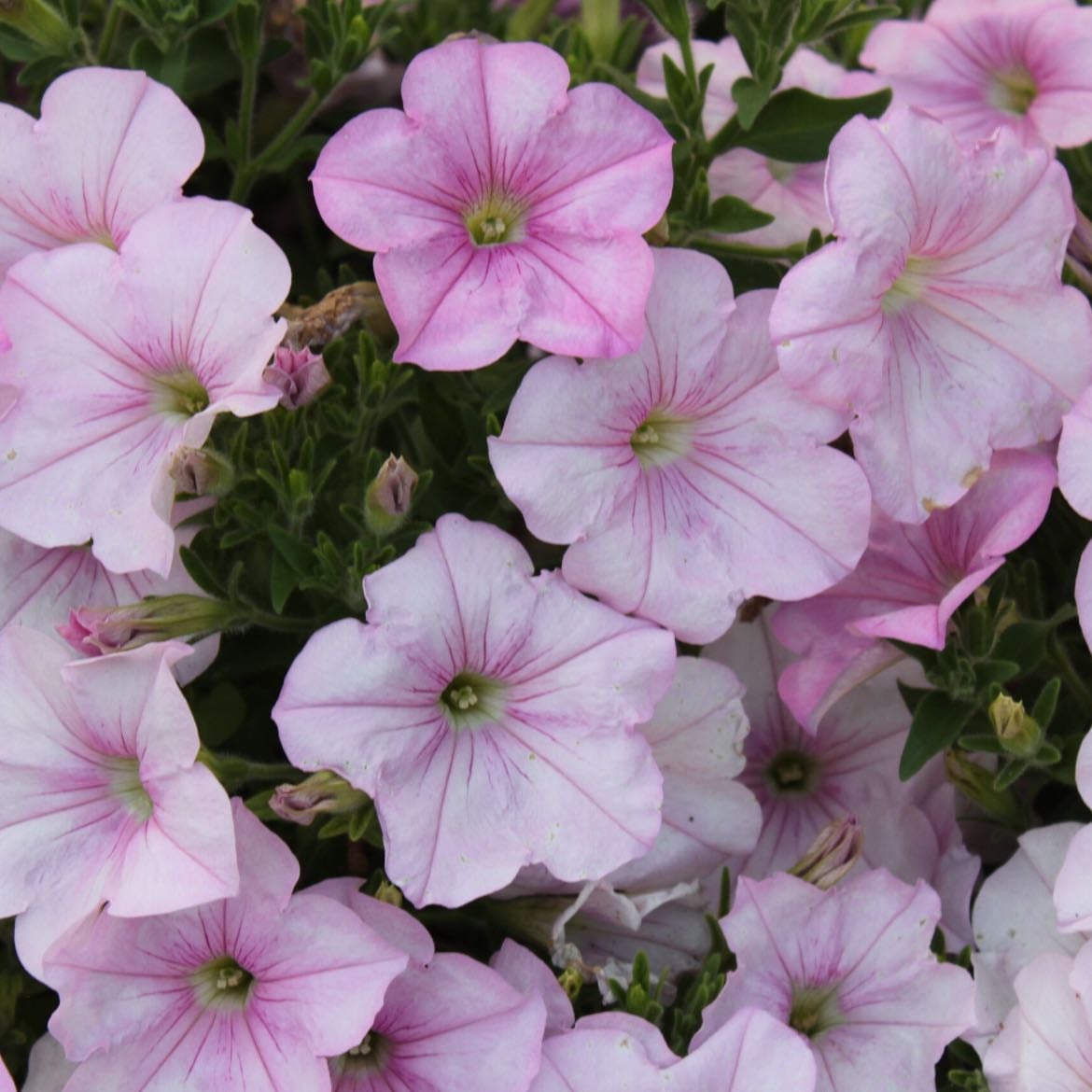 Petunias