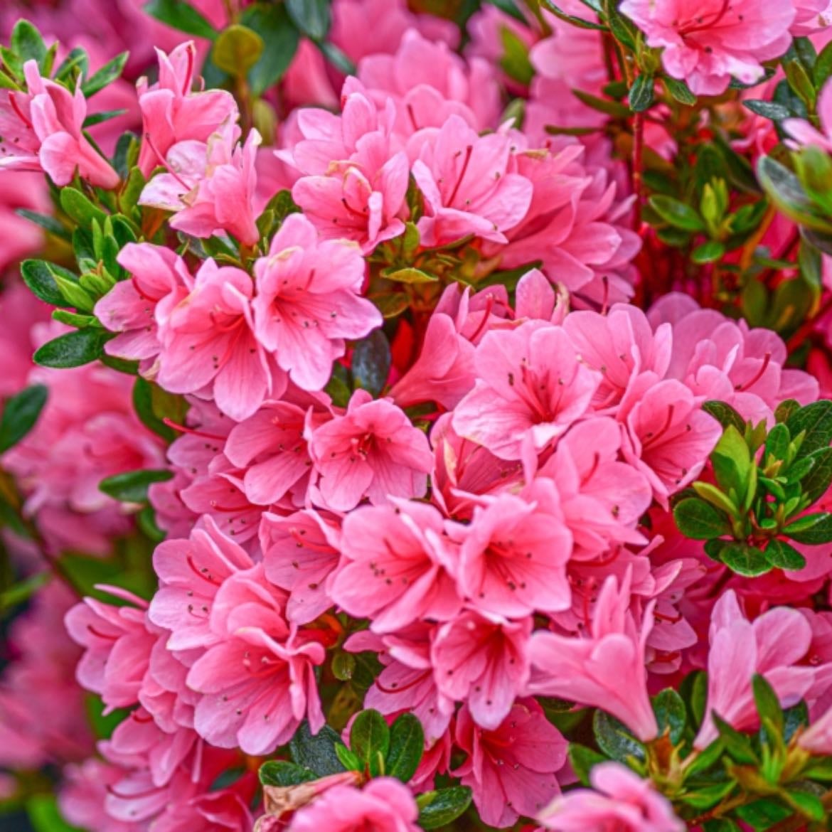 Azalea
