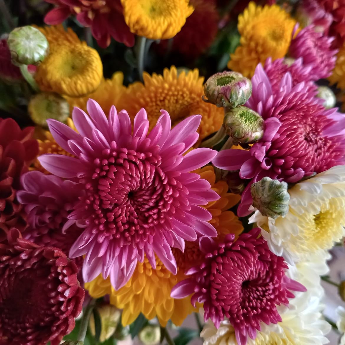 Chrysanthemum