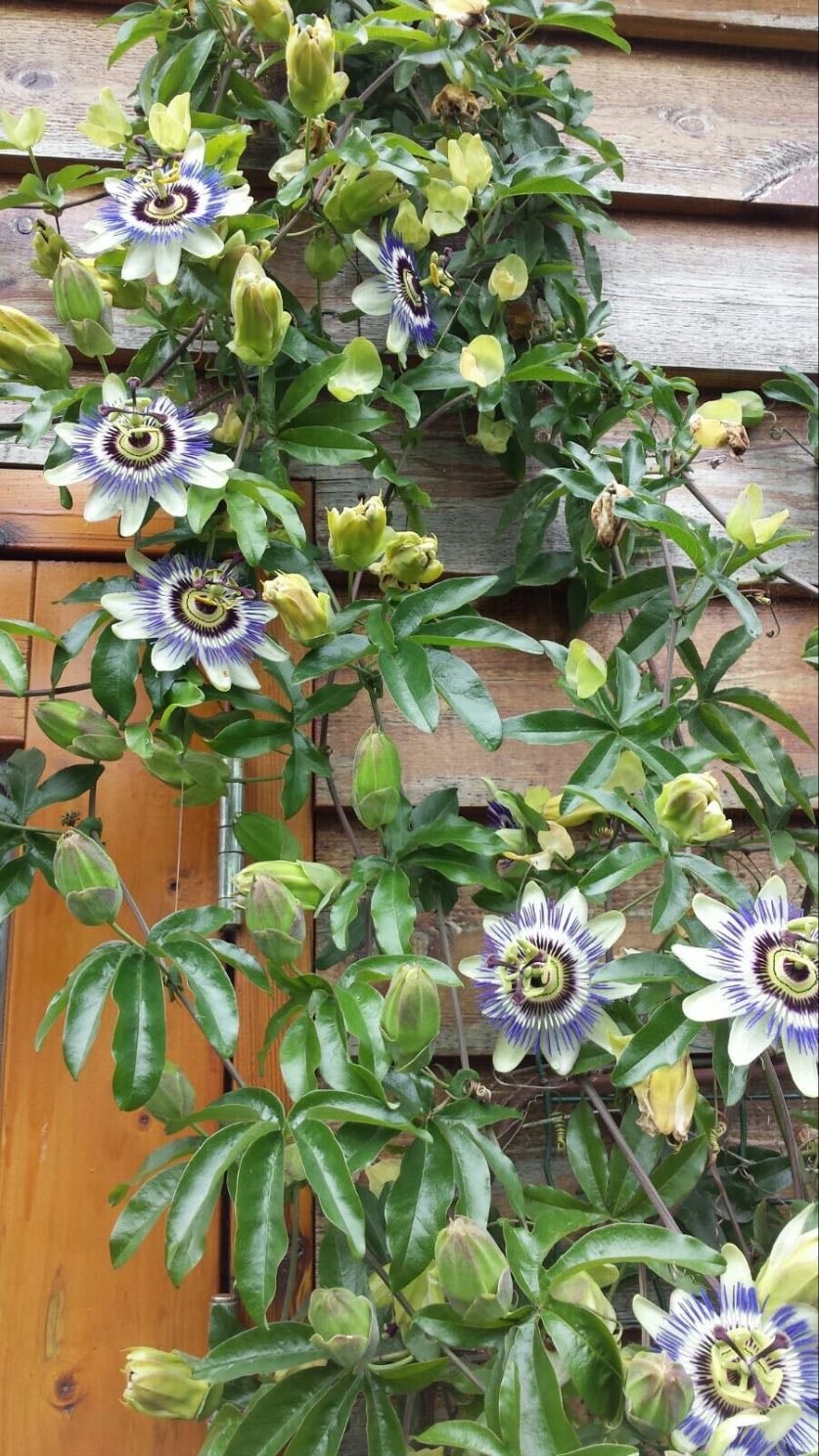 passiflora