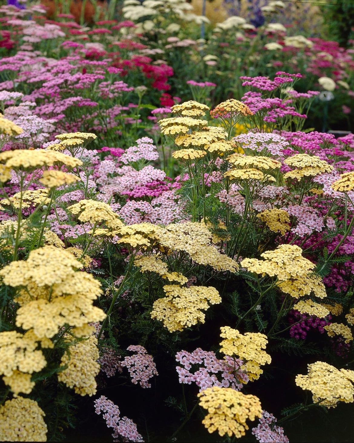 achillea