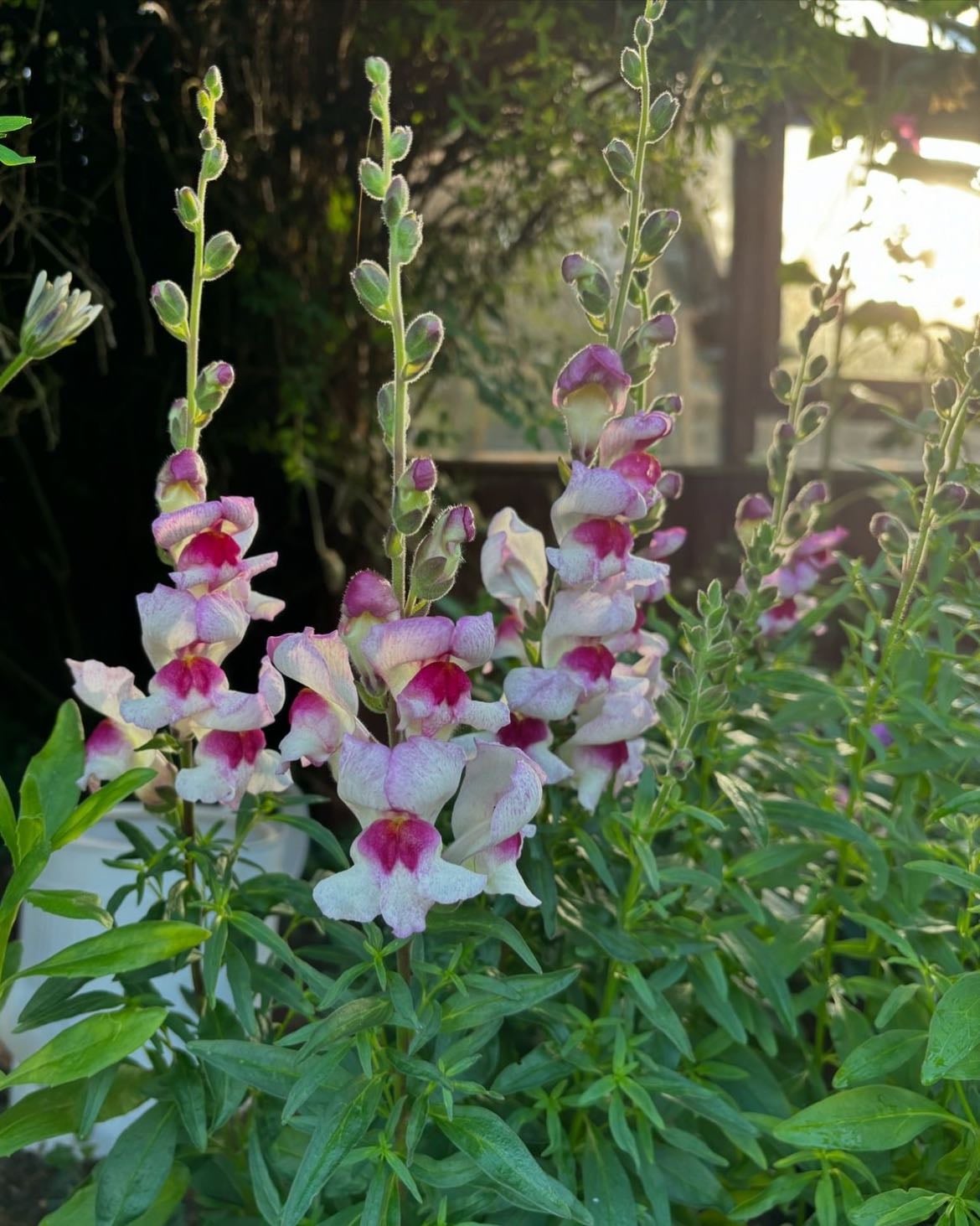 perennial snapdragon - antirrhinum
