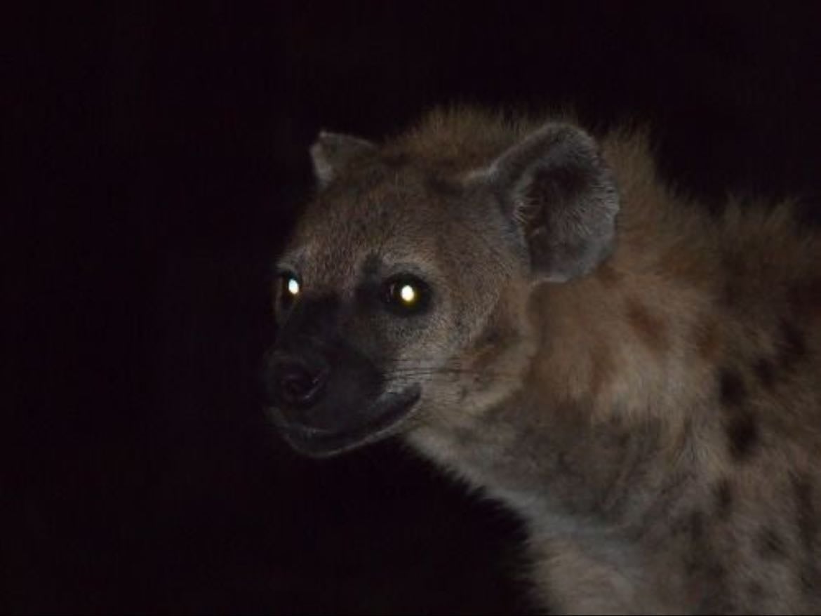 hyena - land animal