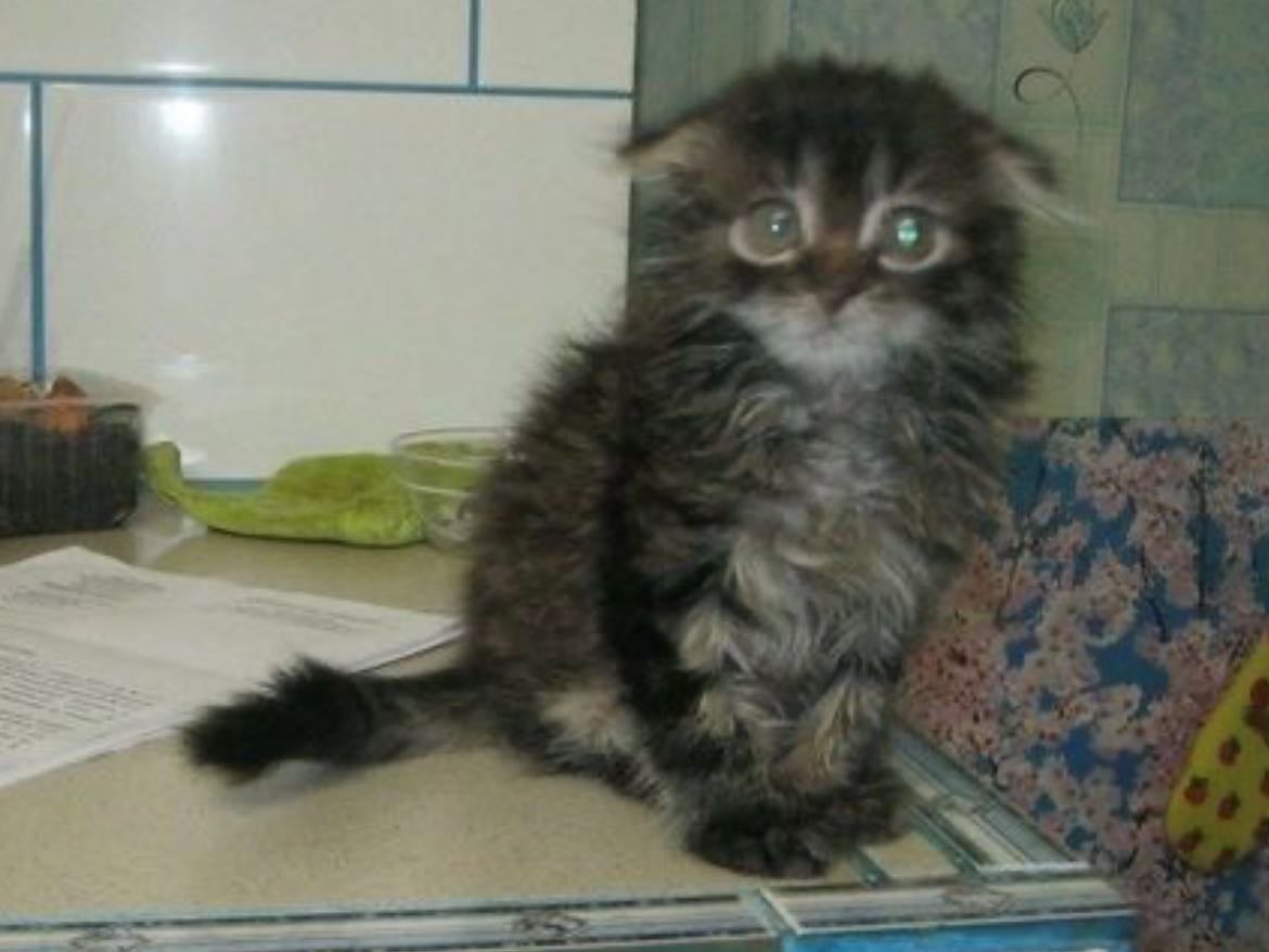 cat - domestic animal