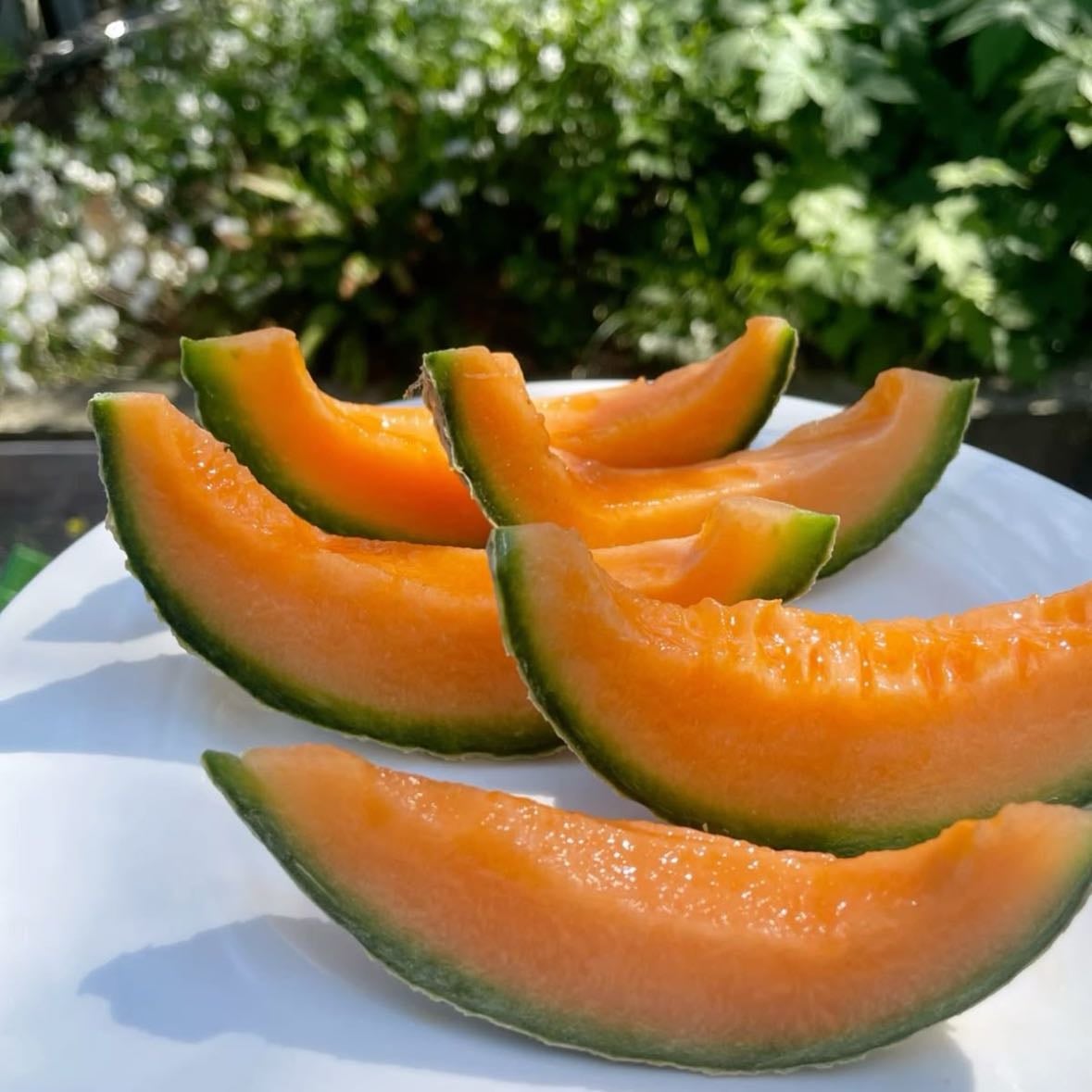 Melon - Literally any type, unpopular opinion but I like all of them🤭🤭