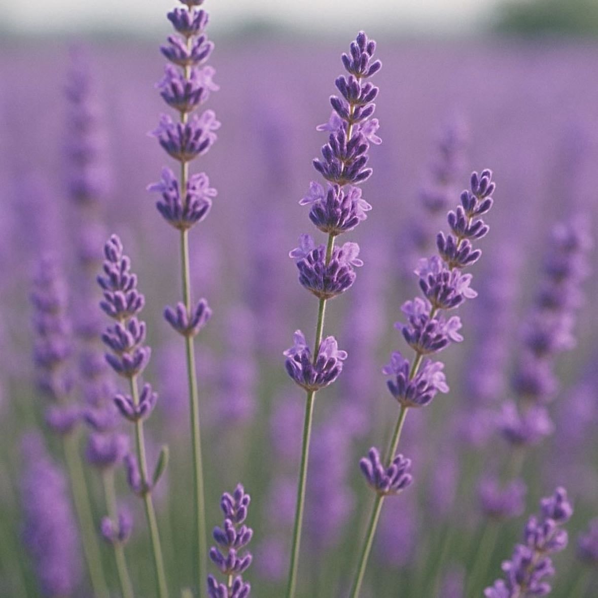 Lavender - I love lavender with all my heart and soul