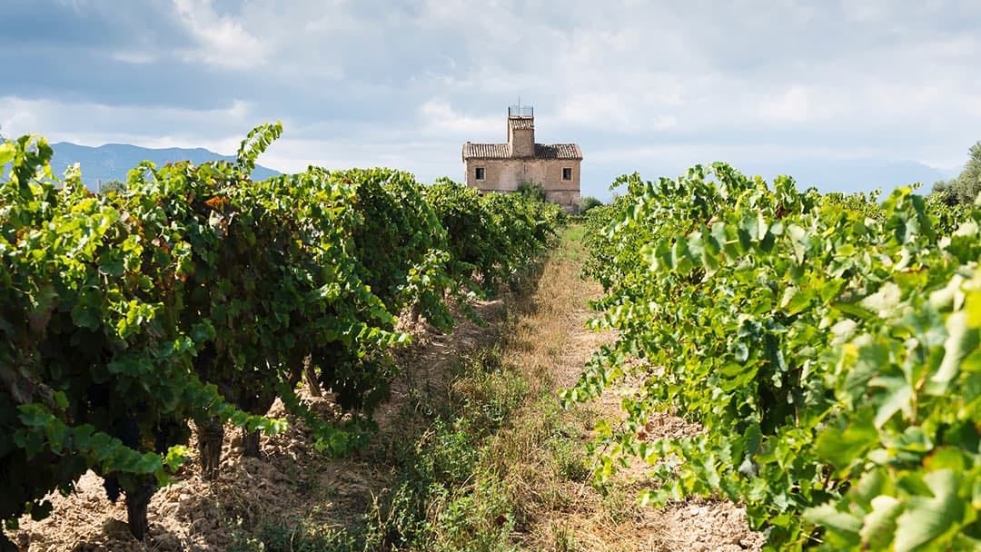 Bodegas Joan de Anguera