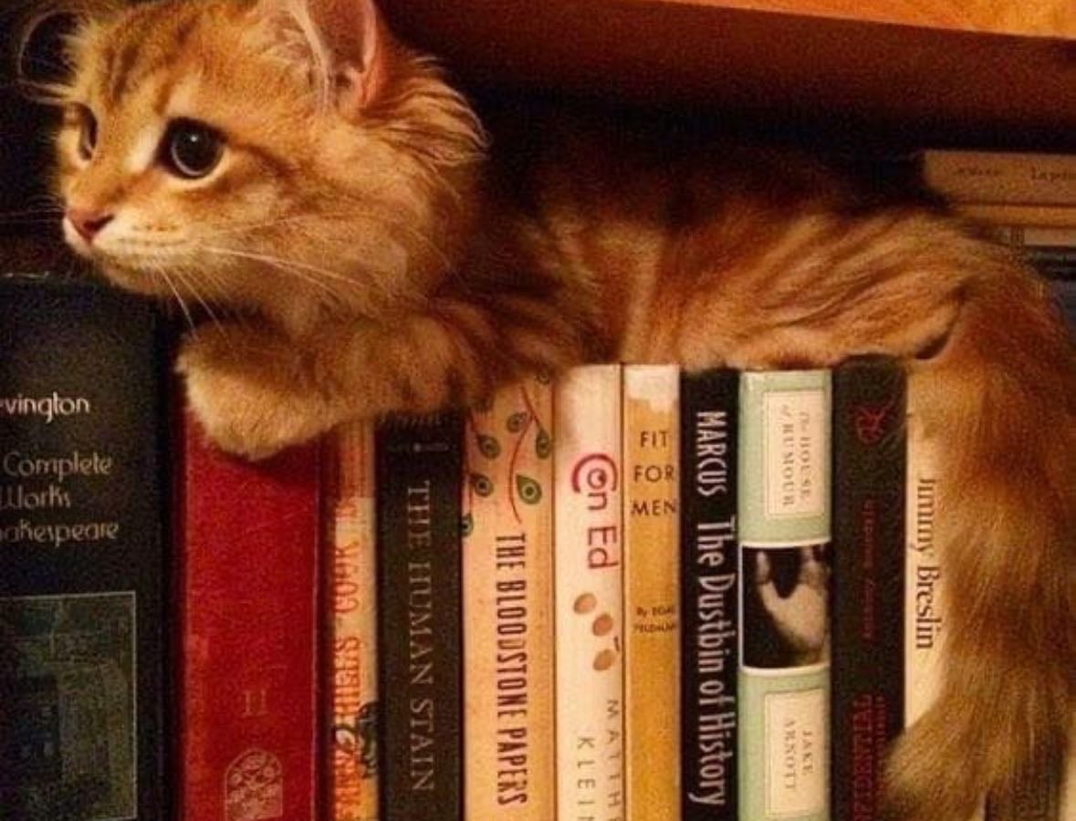 My little library <3 - Books hypelist by Julia Narucki