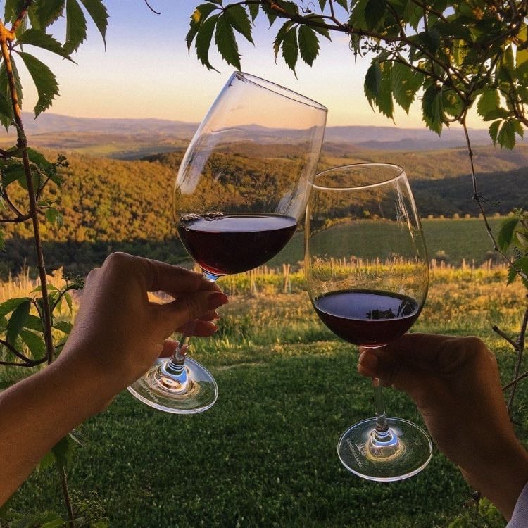 Taste wine in a vineyard