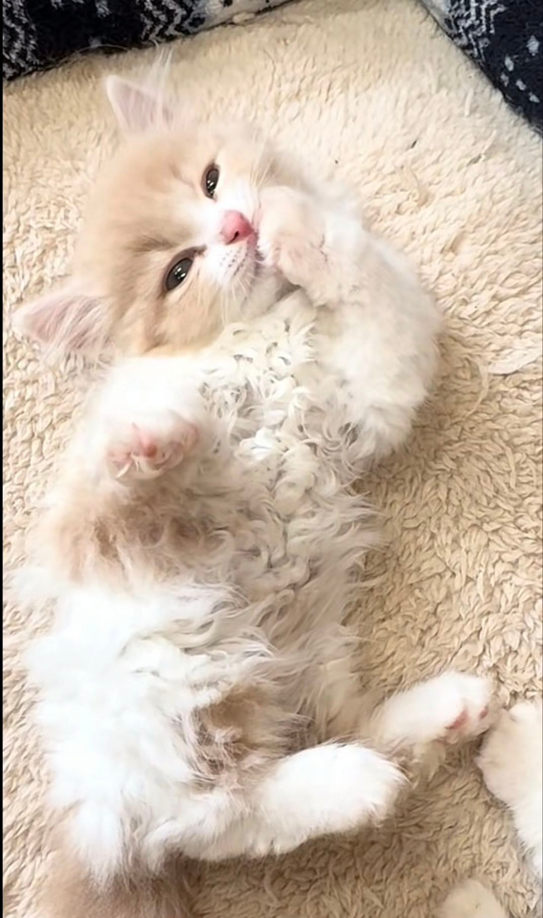 猫カフェ