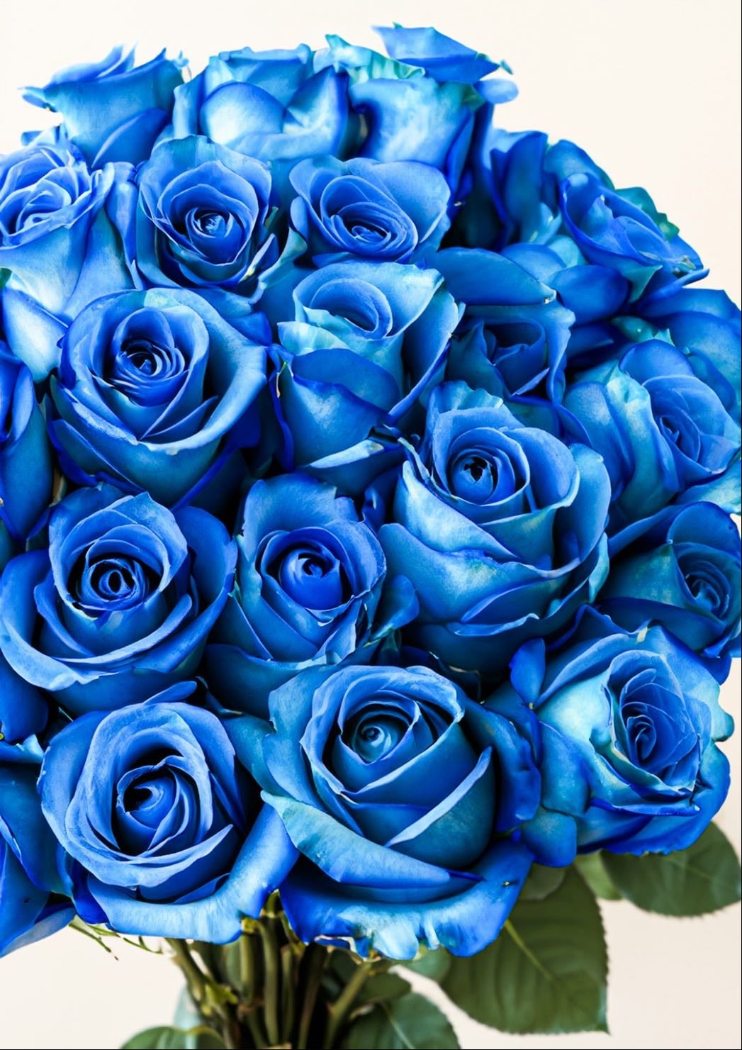 Blue roses
