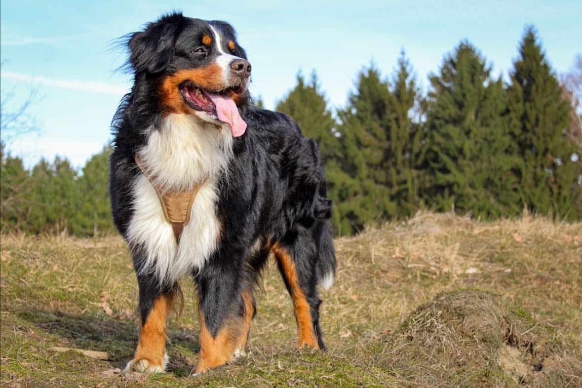 Have a dog