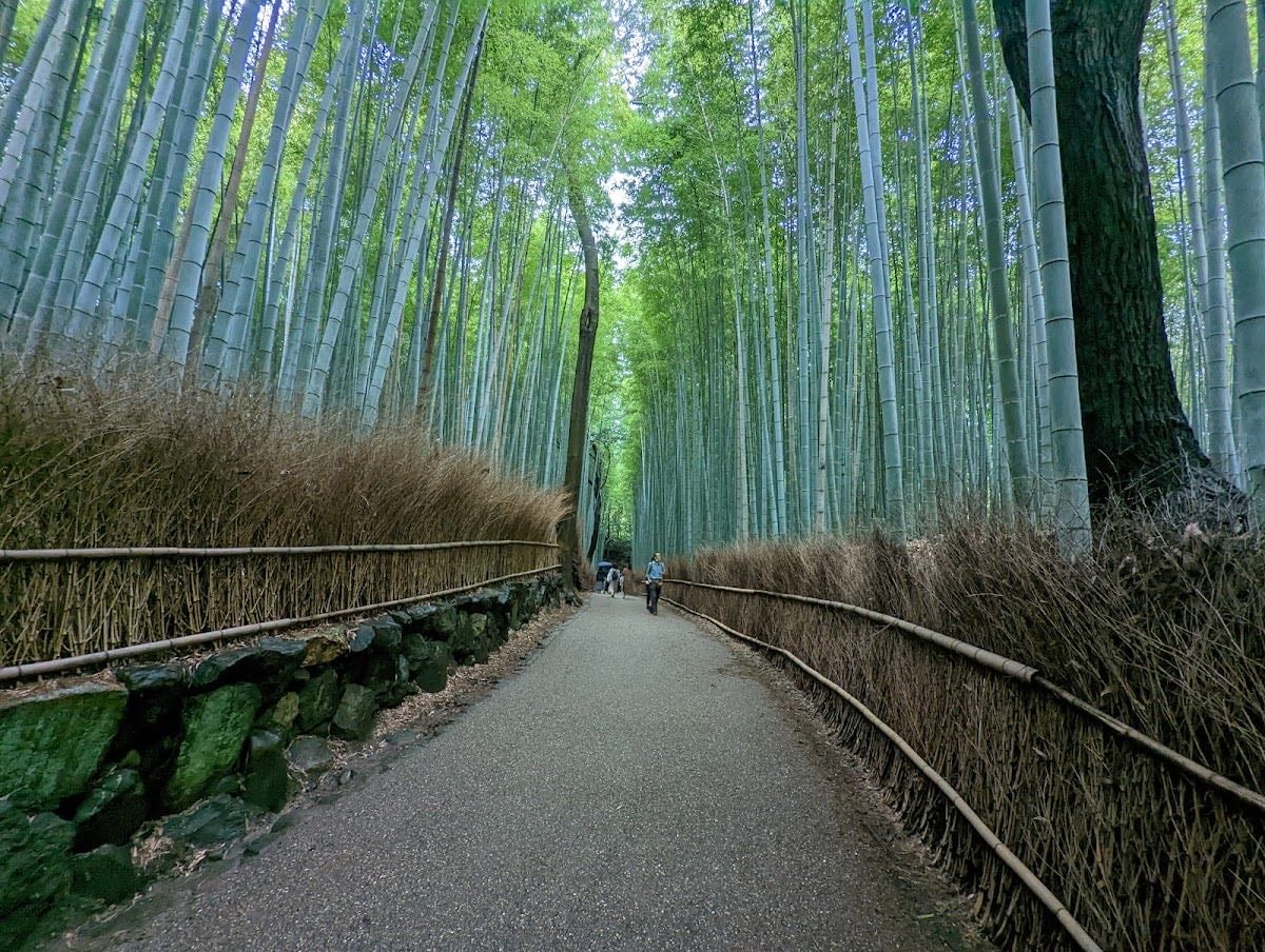 Bosque de Bambú de Arashiyama