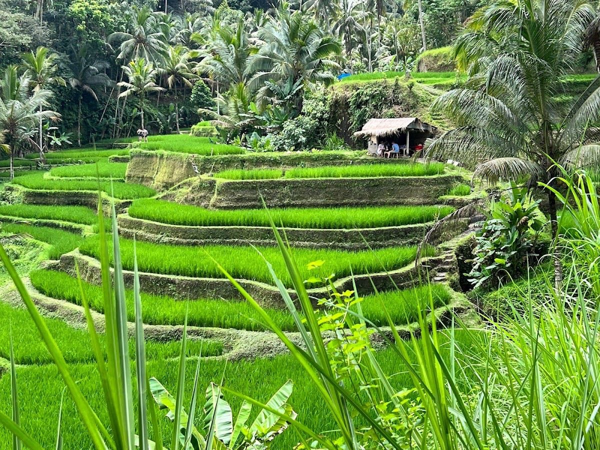 Tegallalang Rice Terrace