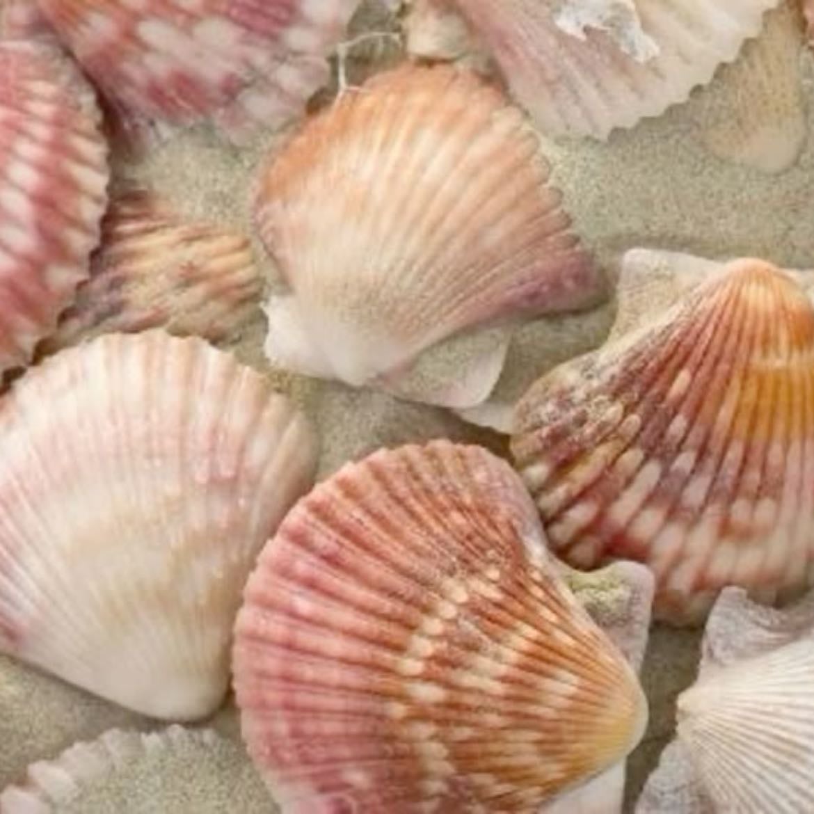 shells