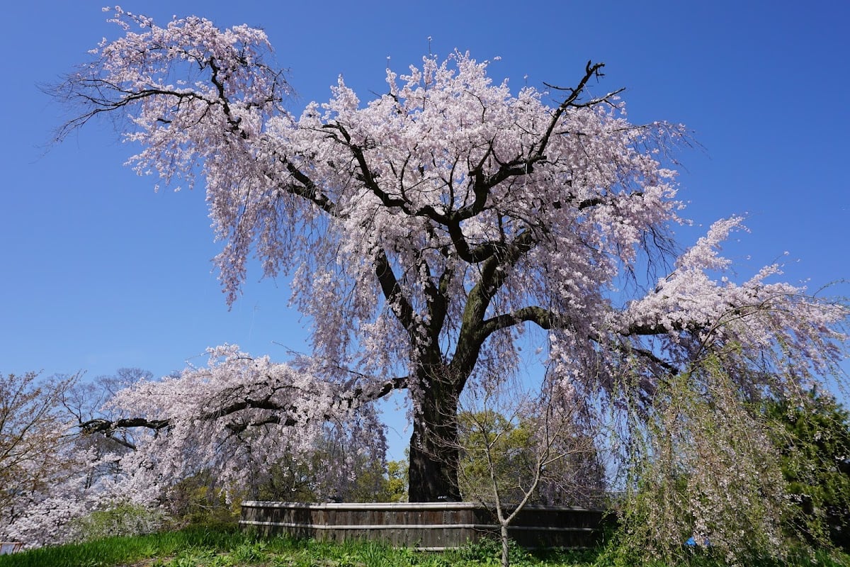Parque Maruyama