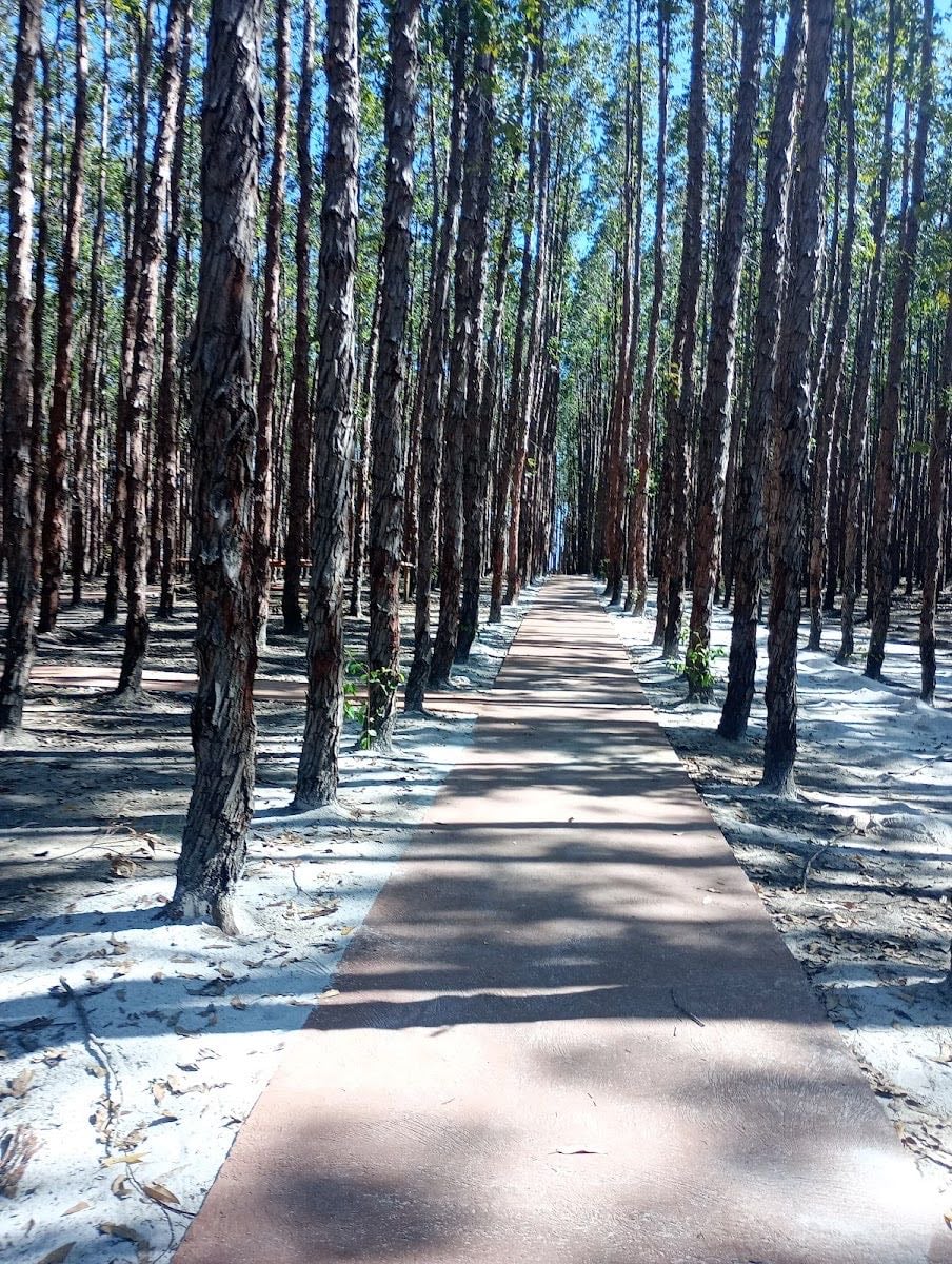 Bosque da Barra de São Miguel