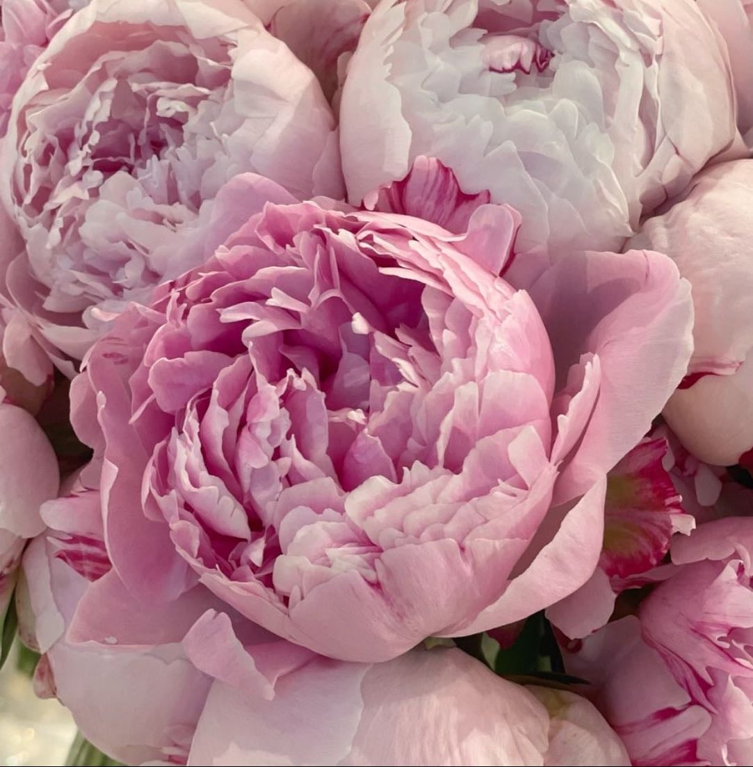my favorite flowers