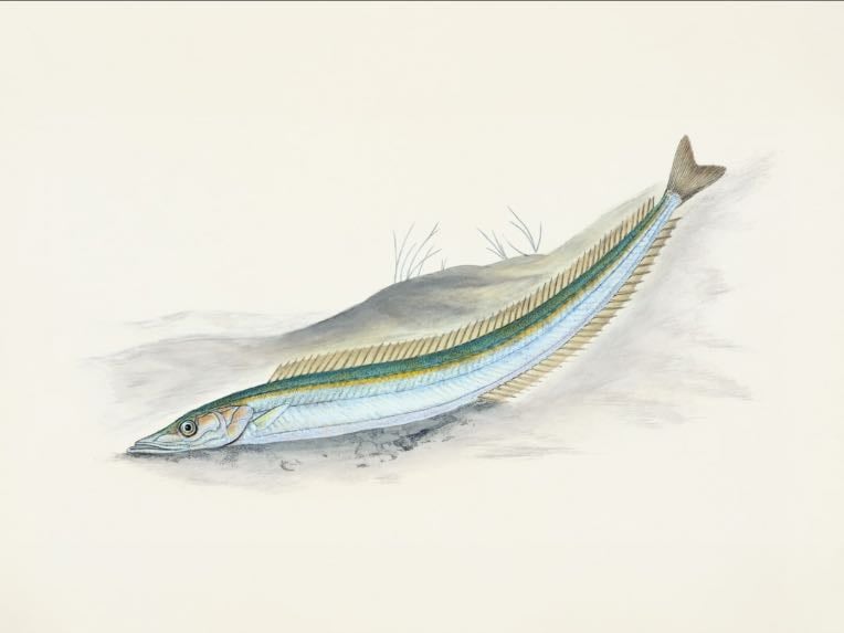Sardinha
