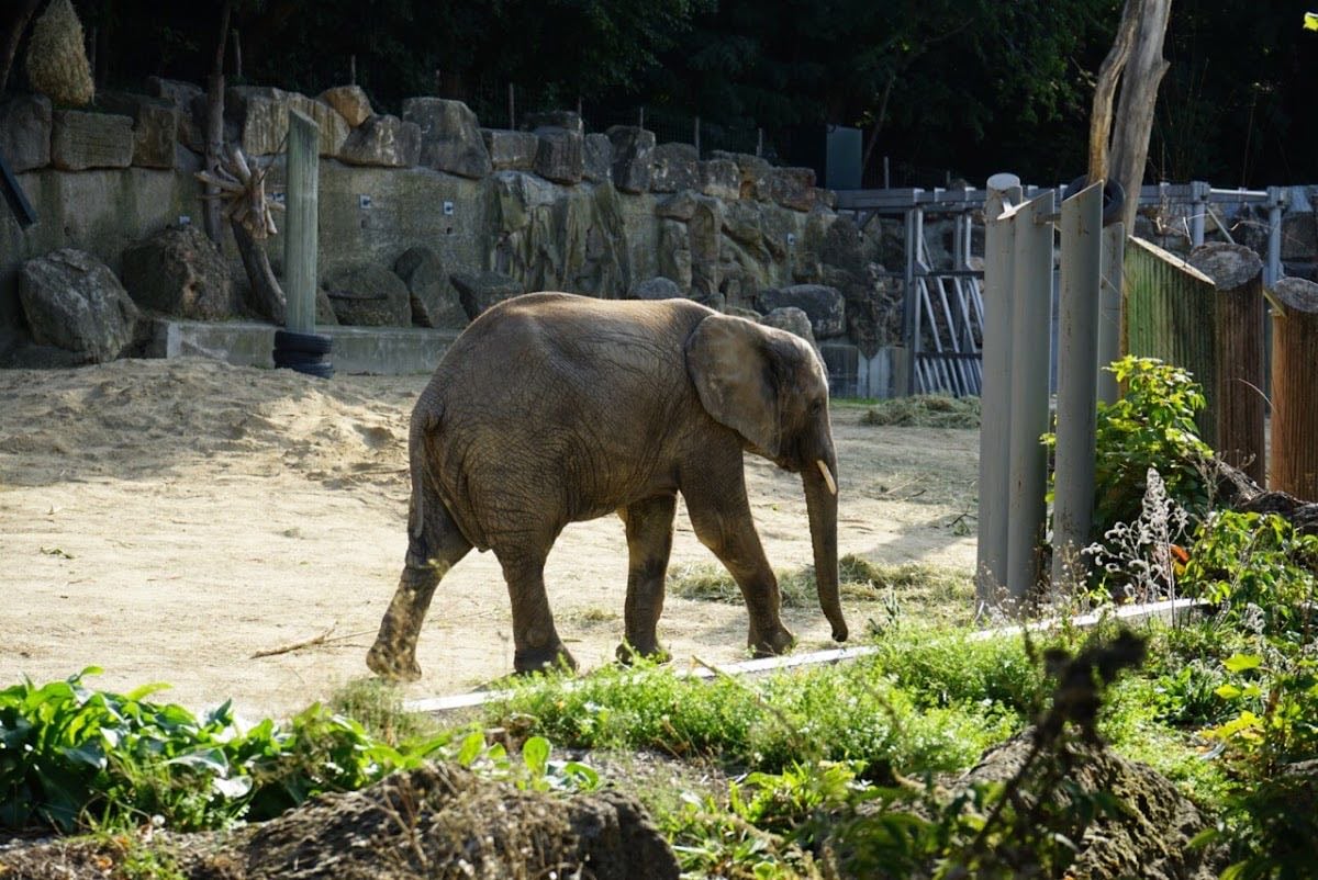 Schönbrunn Zoo