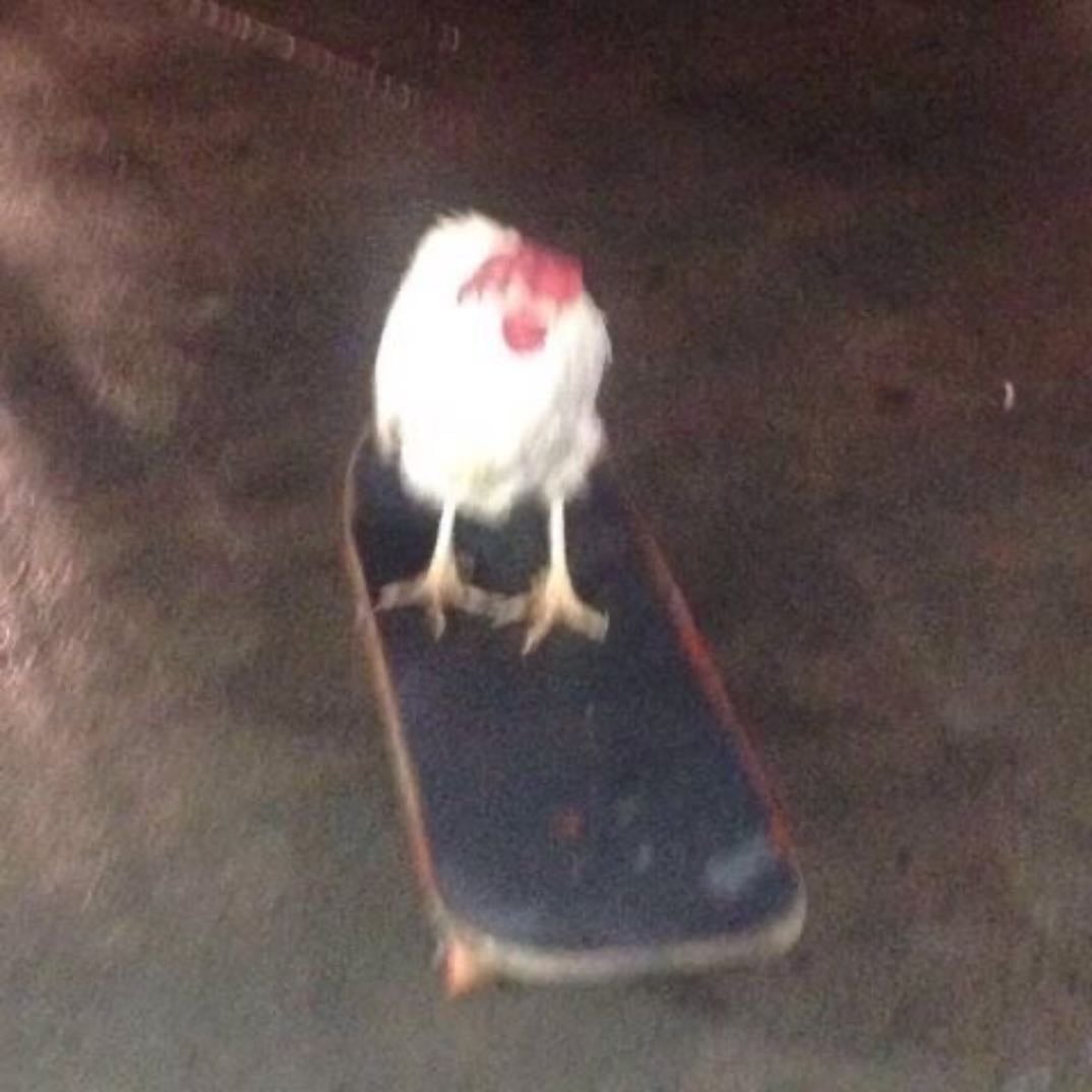 Andar de Skate