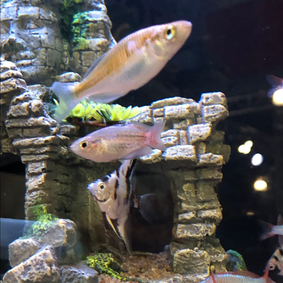 Peces - Animales marinos