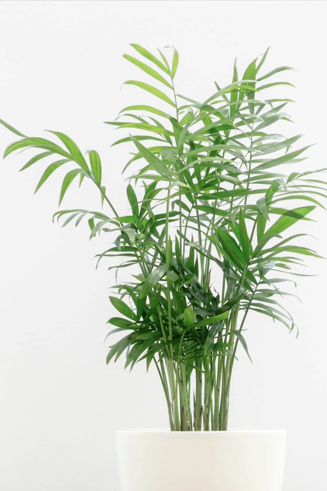 Parlor Palm - Chamaedorea elegans