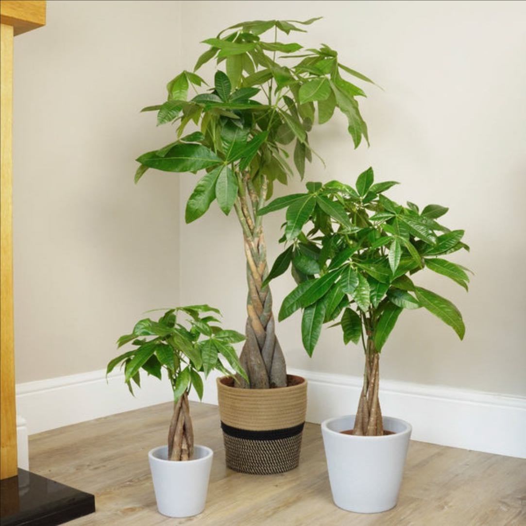 Money Tree - Pachira Aquatica