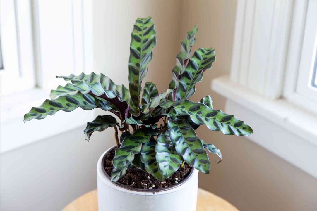 Rattlesnake Plant - Calathea