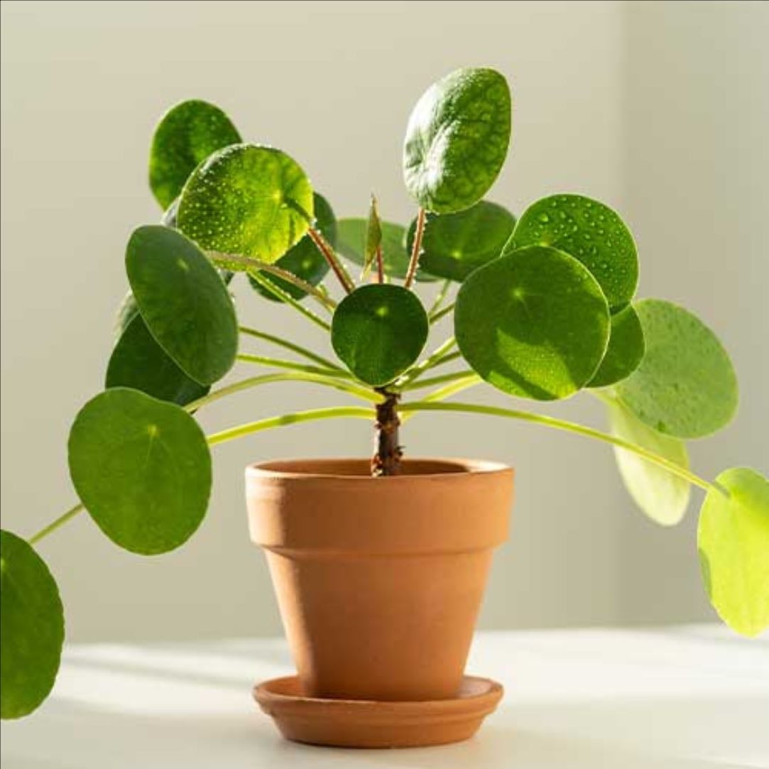 Chinese Money Plant - Pilea Peperomioided
