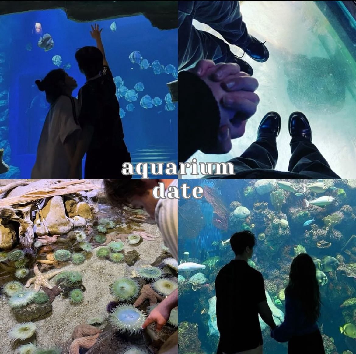 Acuario