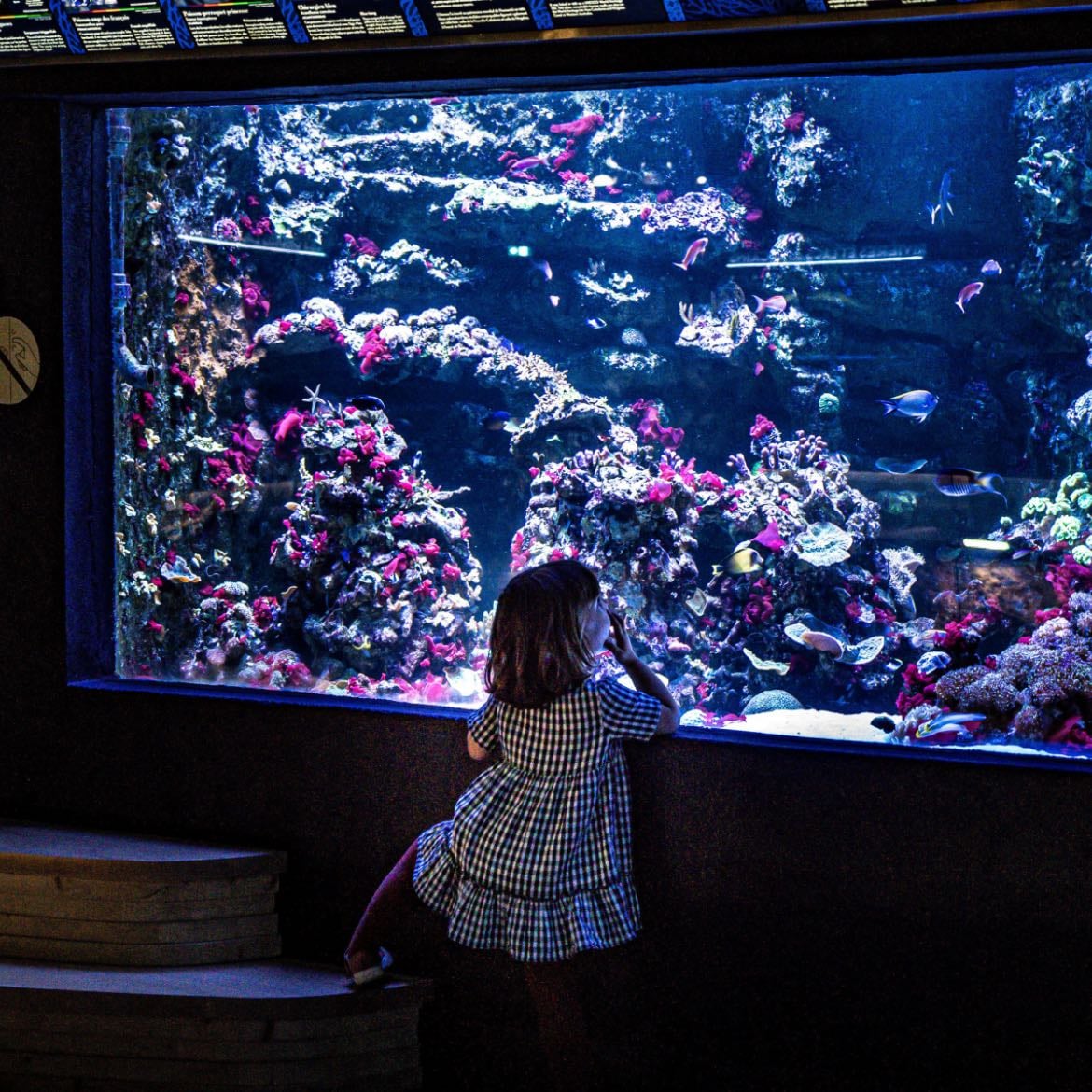 Aquarium Tropical