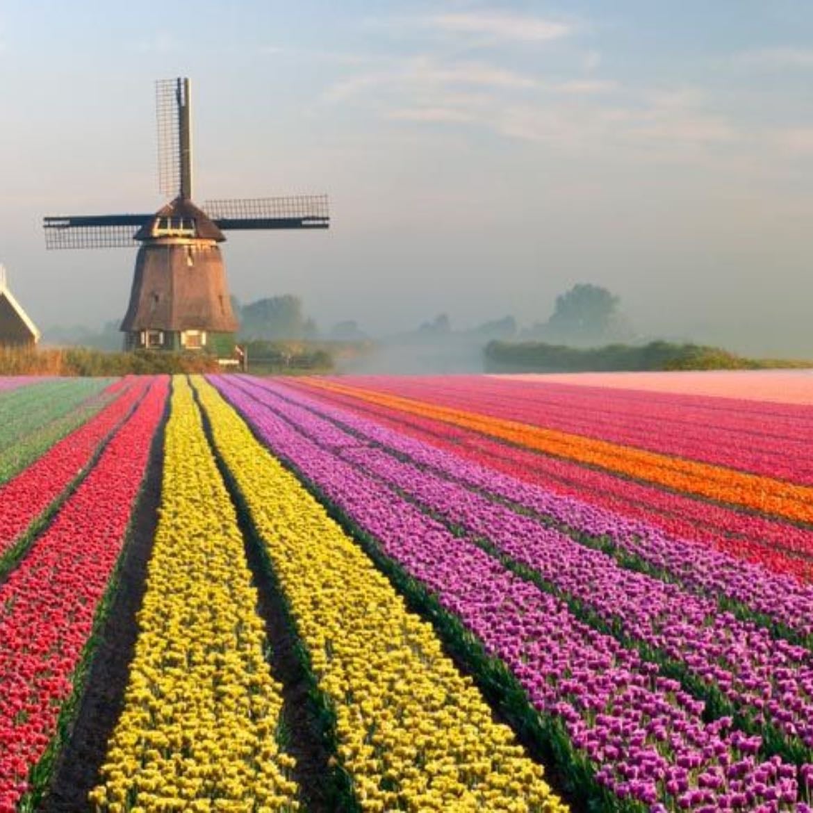 Tulips fields - Pays Bas