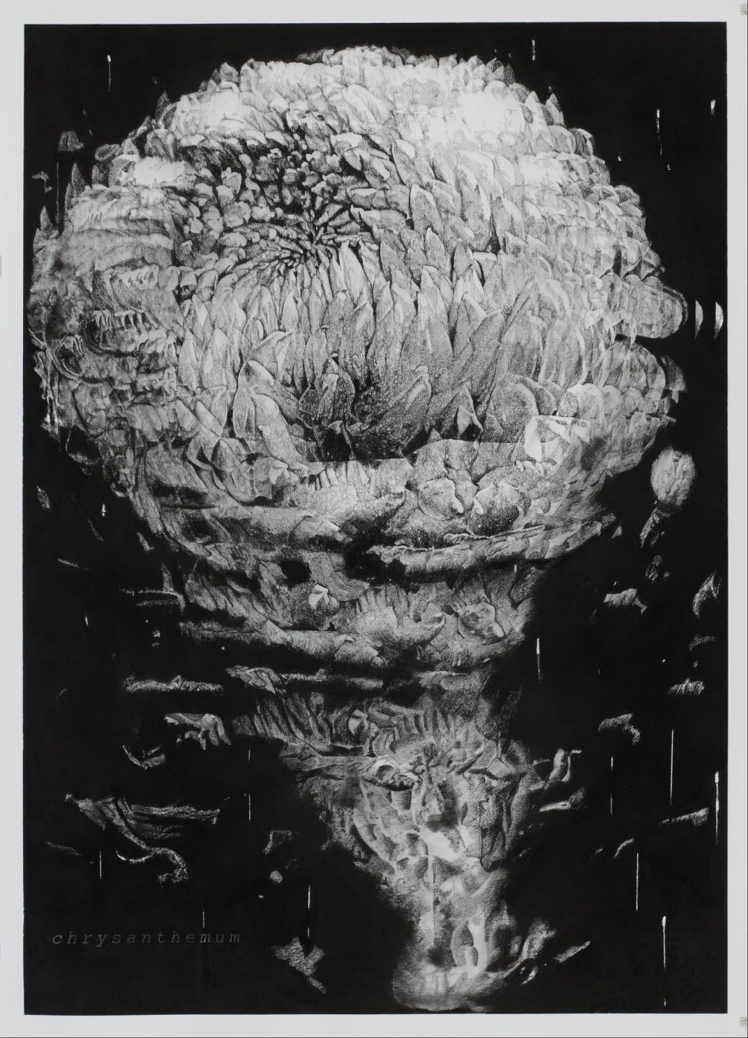 Chrysanthemum || - 2013