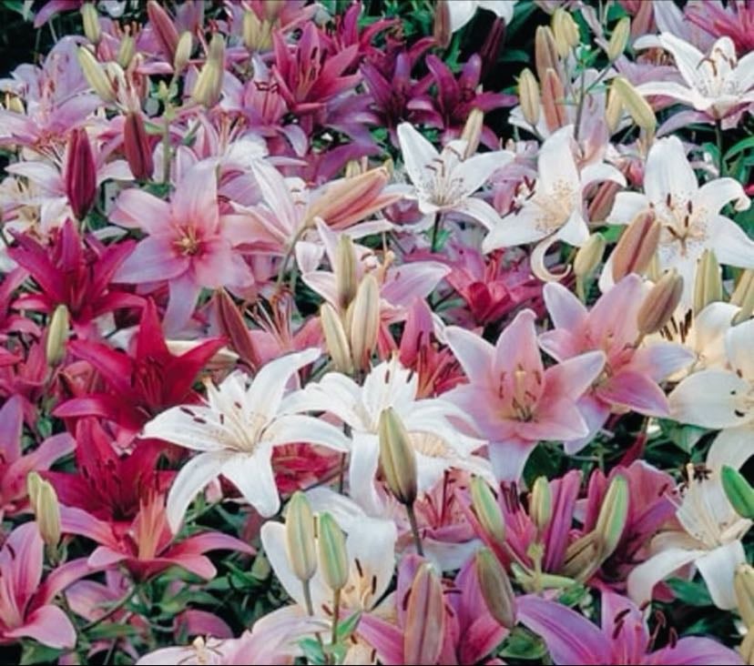 Lillies